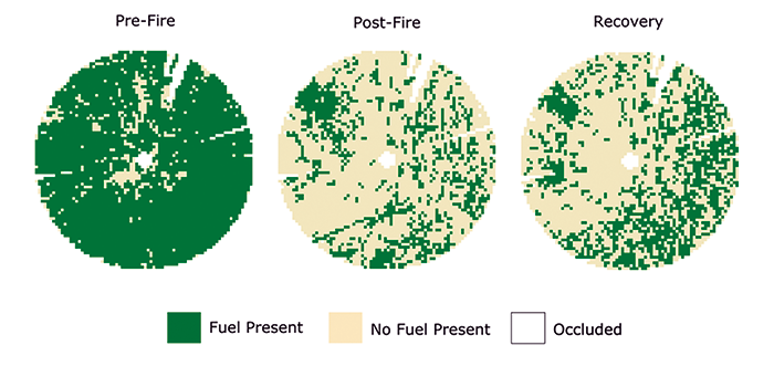 Figure 1 – Horizontal connectivity of surface and near-surface fuels.