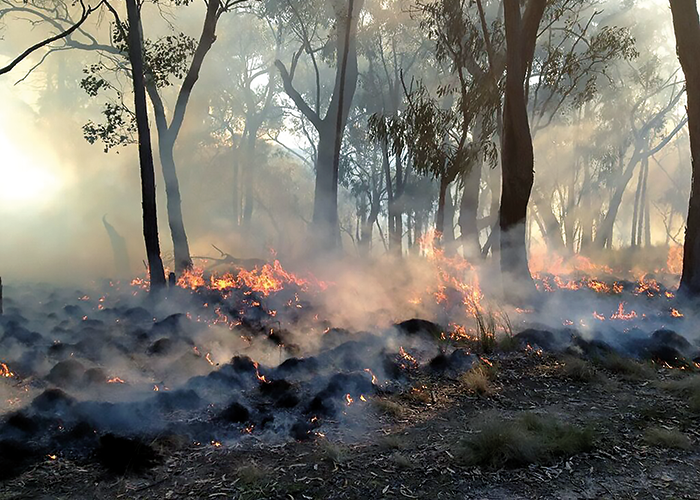 A prescribed burn in St Andrews, Victoria, which was used to assess how the ‘structure from motion’ technology assessed fuel loads pre and post-fire.