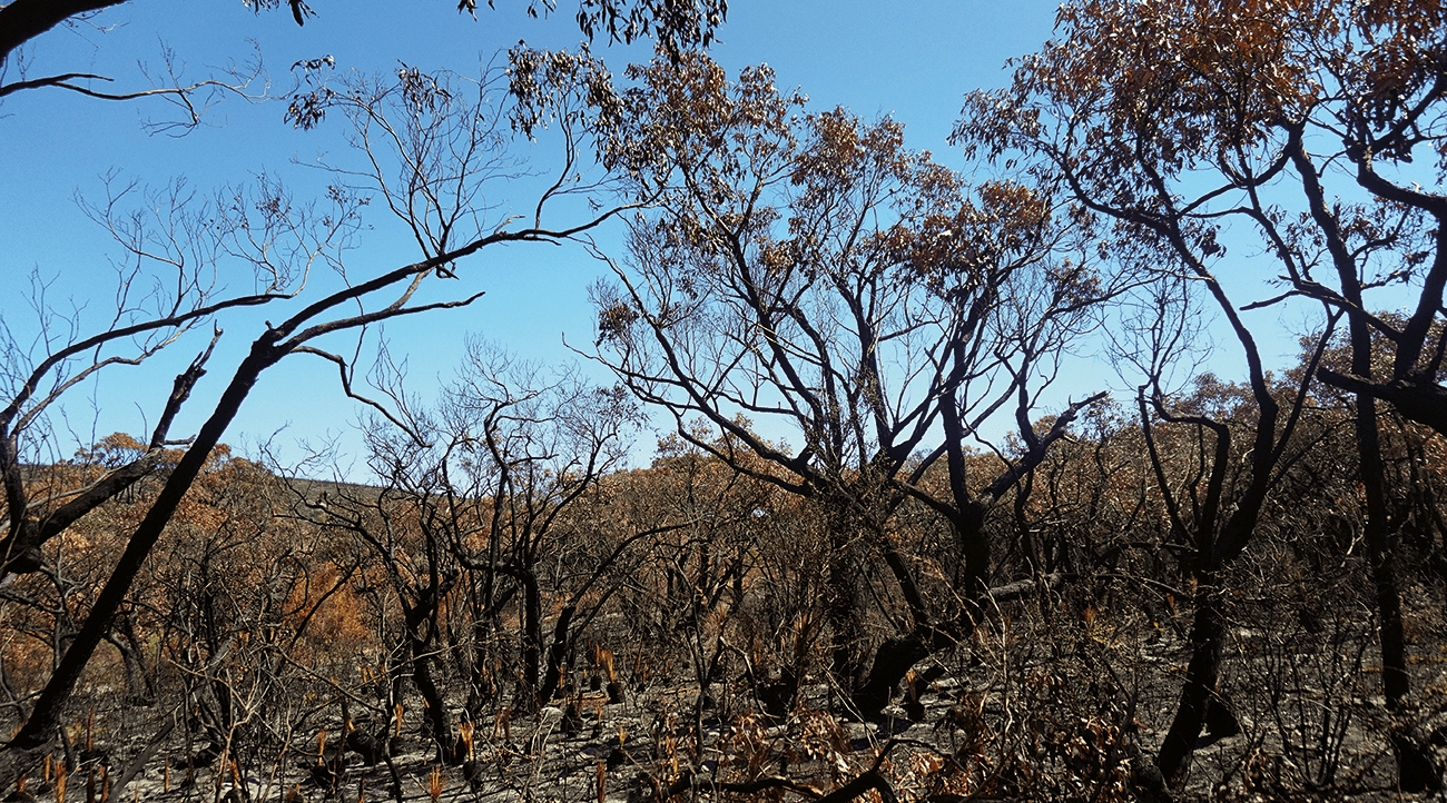 The social life of policy and planning - Asia Pacific Fire